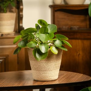 Jute Plant Pot Cover